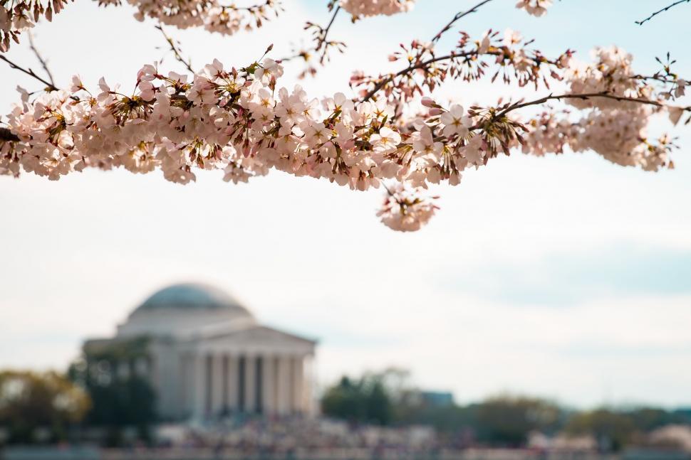 Cherry Blossom Celebration Band 10 cherry blossom tree in front of the jefferson memorial
